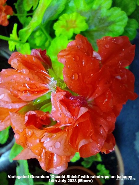 Variegated Geranium 'Occold Shield' with raindrops on balcony 14th July 2023 (Macro).jpg