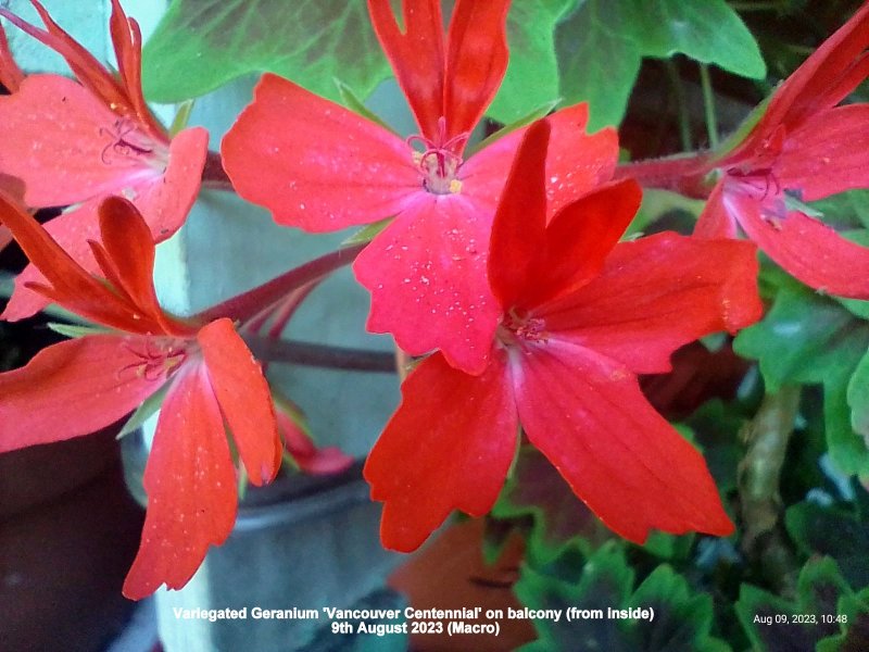 Variegated Geranium 'Vancouver Centennial' on balcony (from inside) 9th August 2023 (Macro).jpg