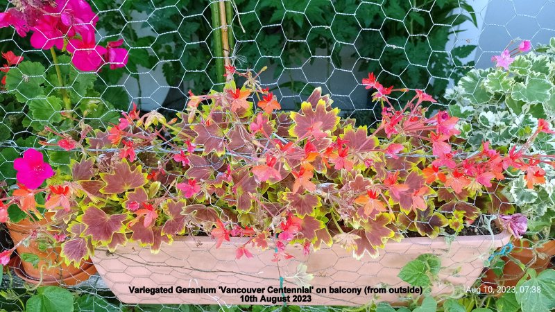 Variegated Geranium 'Vancouver Centennial' on balcony (from outside)10th August 2023 (Macro).jpg