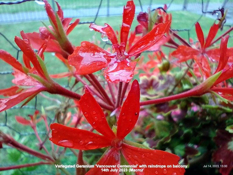 Variegated Geranium 'Vancouver Centennial' with raindrops on balcony 14th July 2023 (Macro).jpg