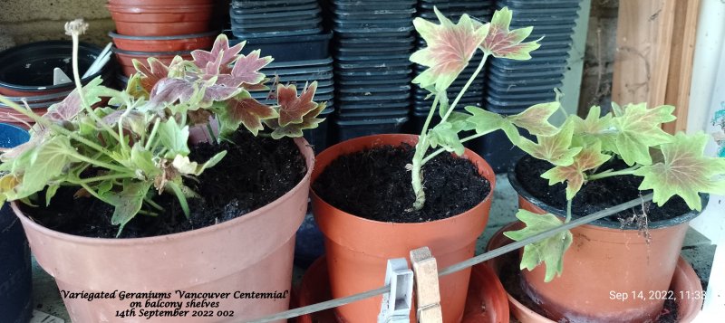 Variegated Geranium 'Vancouver Centennial'on balcony shelves 14th September 2022 002.jpg