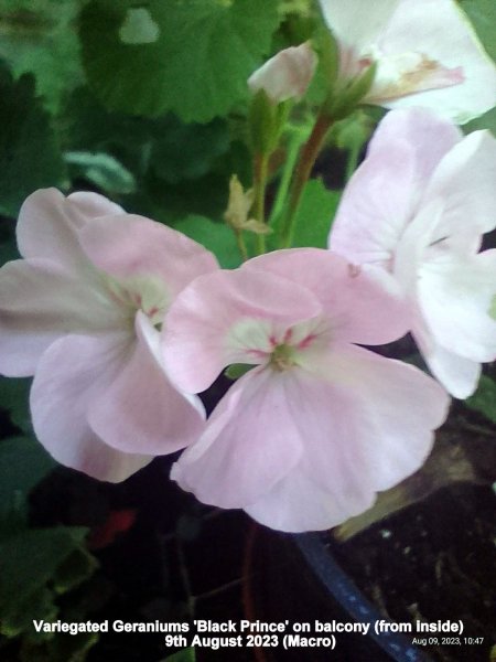 Variegated Geraniums 'Black Prince' on balcony (from inside) 9th August 2023 (Macro).jpg