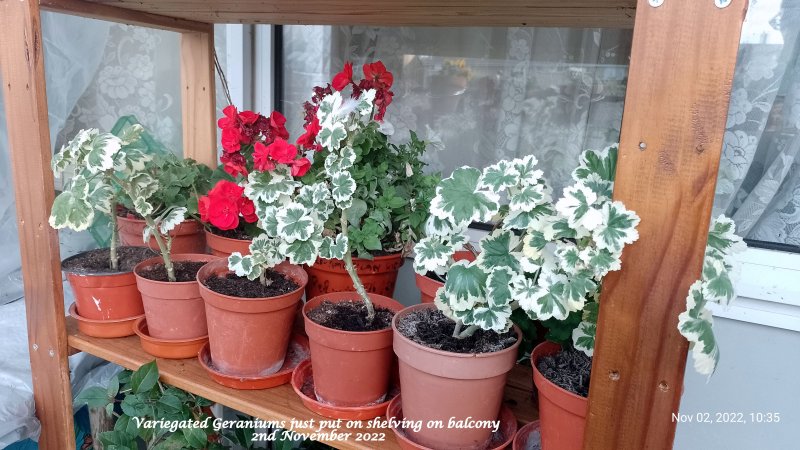 Variegated Geraniums just put on shelving on balcony 2nd November 2022.jpg