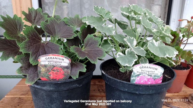 Variegated Geraniums just repotted on balcony 31st May 2023 001.jpg