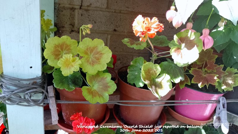 Variegated Geraniums 'Occold Shield' just repotted on balcony  10th June 2022 001.jpg