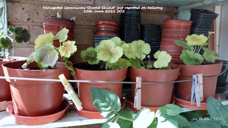 Variegated Geraniums 'Occold Shield' just repotted on balcony 10th June 2022 002.jpg