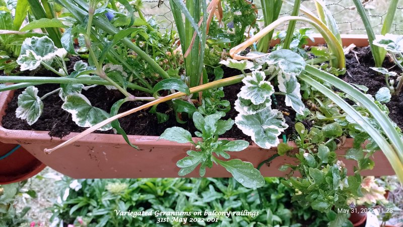 Variegated Geraniums on balcony railings 31st May 2022 001.jpg