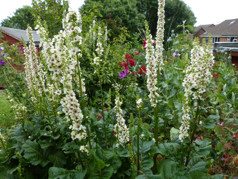 Verbascum chaixii.JPG