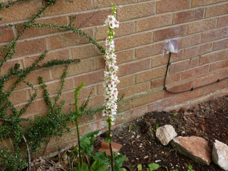 Verbascum chiaxi 2.JPG