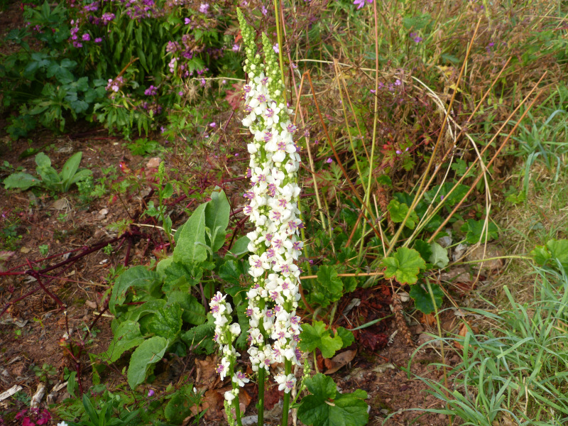 Verbascum chiaxii.JPG