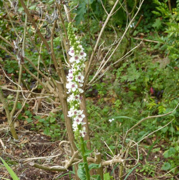 Verbascum chiaxii.JPG