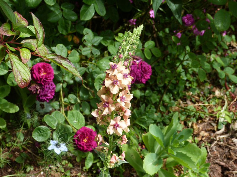 Verbascum.JPG