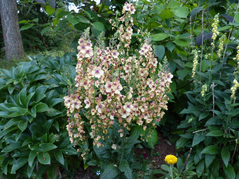 Verbascum.JPG