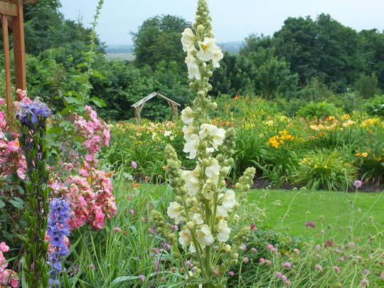 verbascum snow maiden.jpg