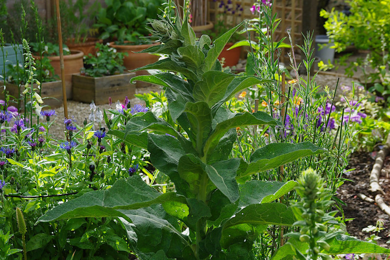 verbascum1.jpg