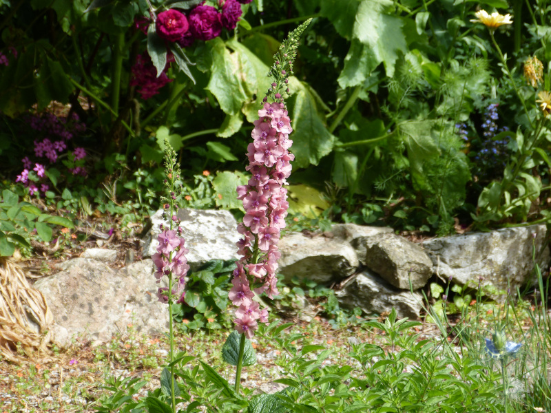 Verbascum2.JPG