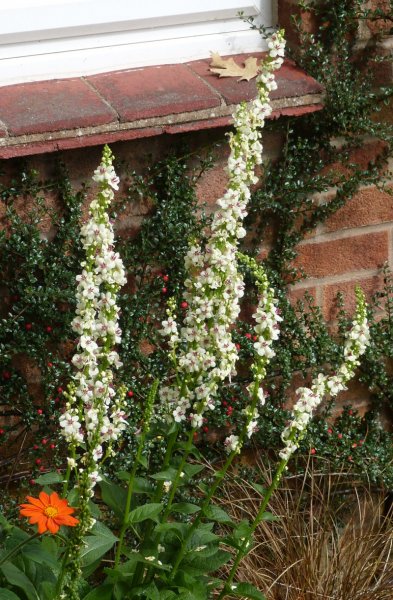 Verbascum2 .JPG