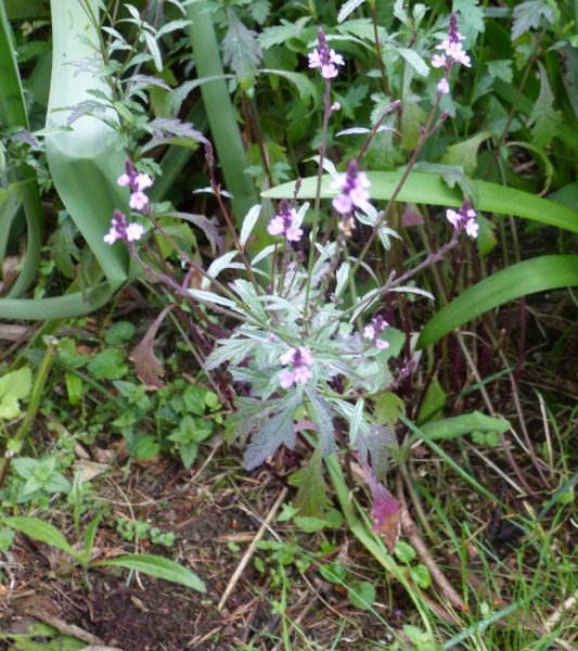 Verbena officinalis Bampton.JPG