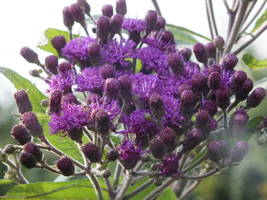 vernonia gigantea.jpg