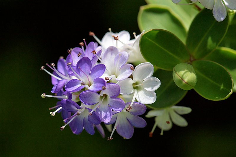 Veronica elliptica.jpg