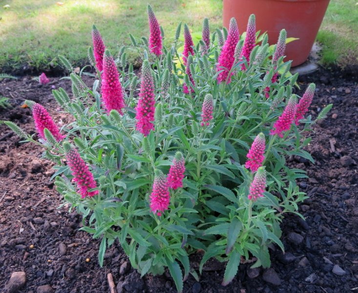 VERONICA  SPICATA  HEIDEKIND 03-07-2015 10-45-52.JPG