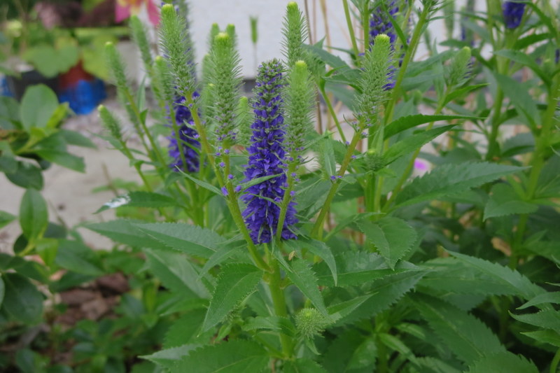 VERONICA  SPICATA  ULSTER  BLUE  DWARF 24-Jun-16 3-32-09 PM.JPG