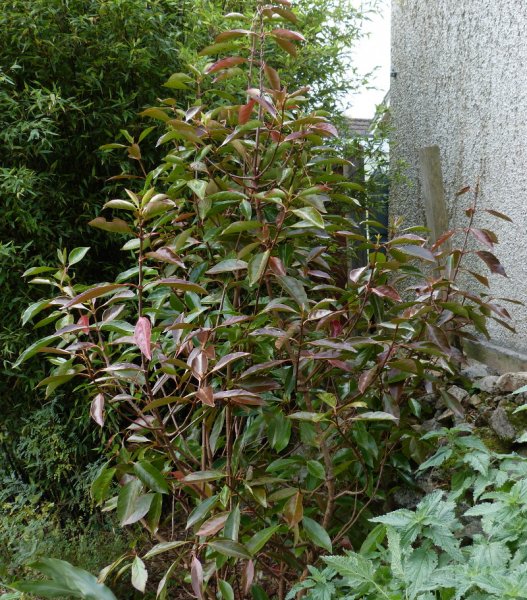 Viburnum awabuki.JPG