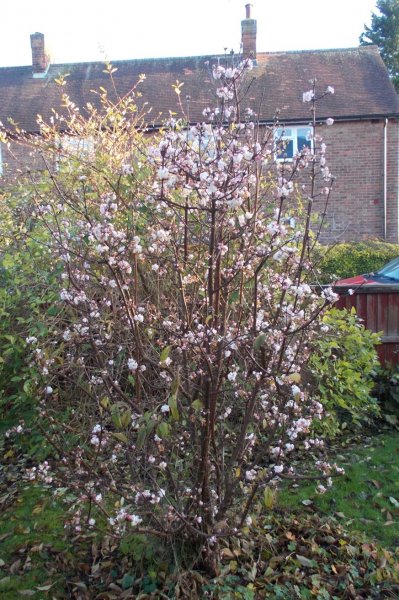 Viburnum bodnantense.jpg