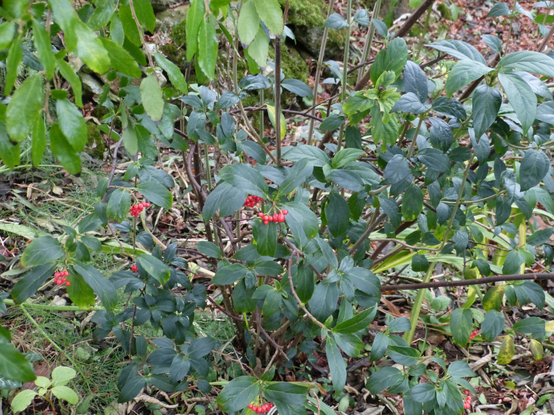 Viburnum fansipanense.JPG