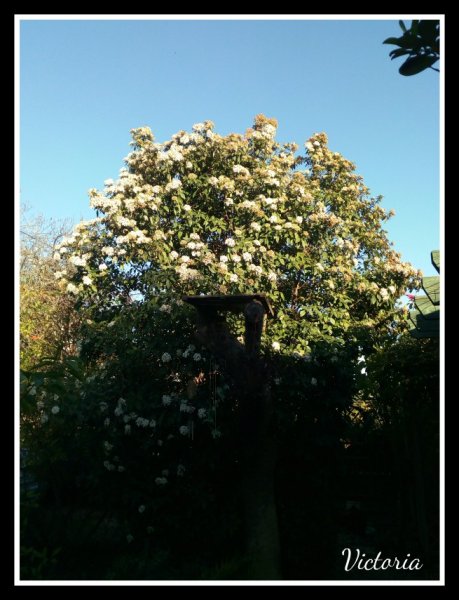 Viburnum Jan 20.jpg