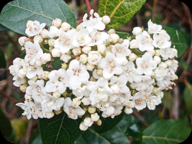 Viburnum1 13 Feb 24.jpg