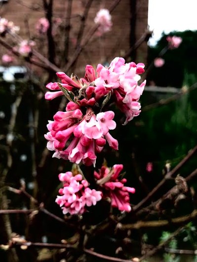 viburnum1.jpg