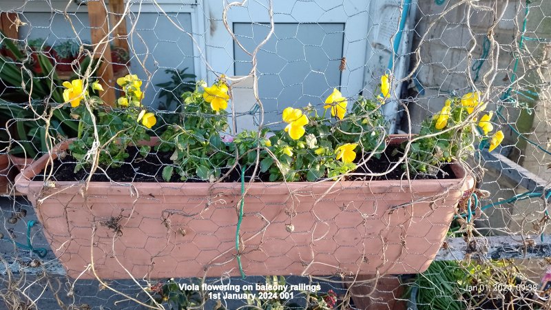 Viola flowering on balcony railings 1st January 2024 001.jpg