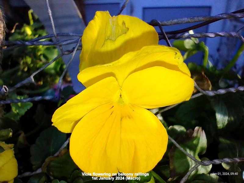 Viola flowering on balcony railings 1st January 2024 (Macro).jpg