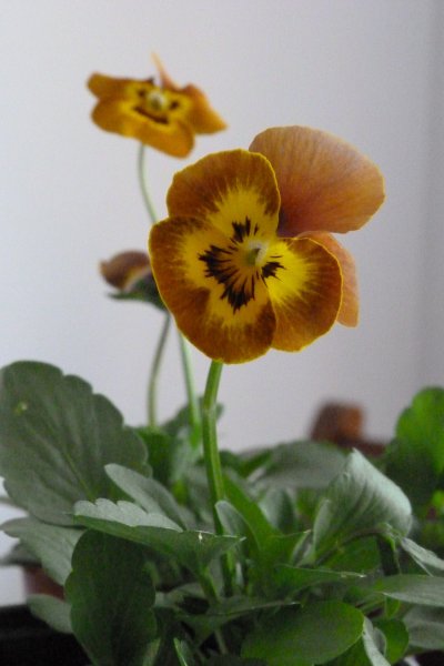 Viola Honey bee 002.JPG