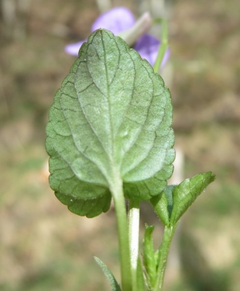 VIOLA  RIVINIANA  COMMON  DOG  VIOLET 29-Apr-14 11-28-53 AM.JPG