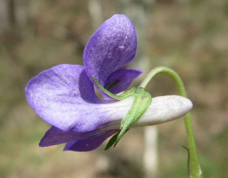 VIOLA  RIVINIANA  COMMON  DOG  VIOLET 29-Apr-14 11-29-07 AM.JPG