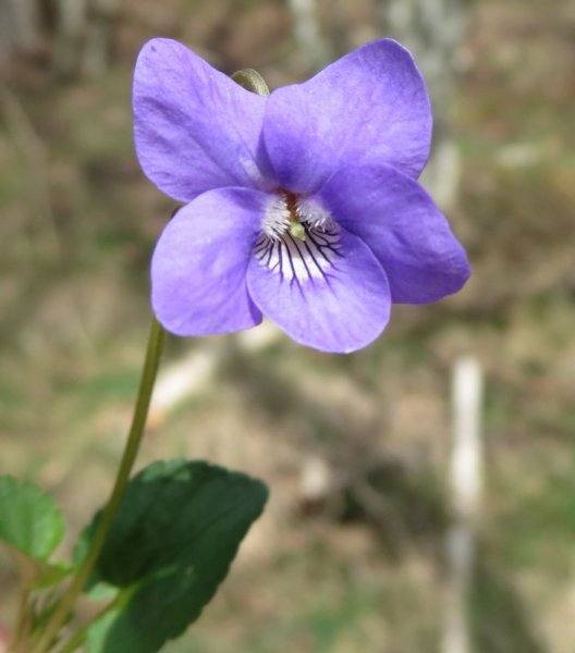 VIOLA  RIVINIANA  COMMON  DOG  VIOLET 29-Apr-14 11-29-16 AM.JPG