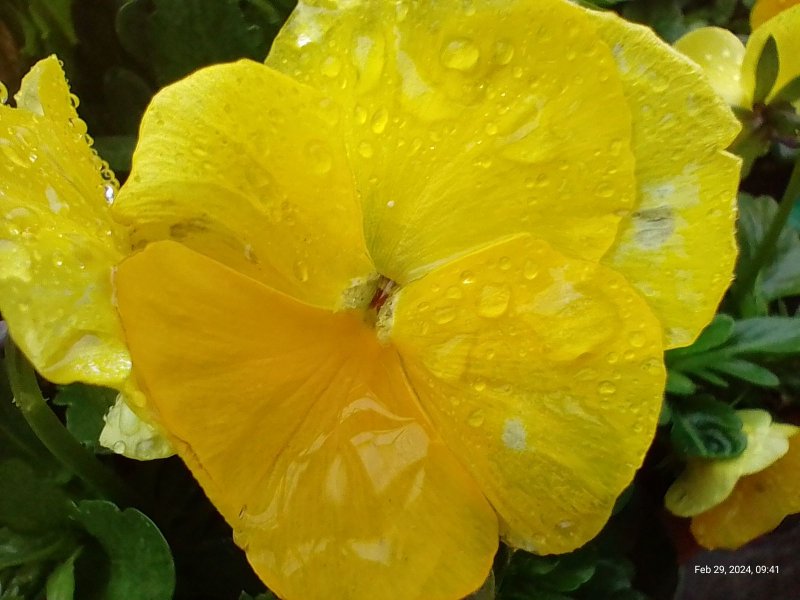 Viola with rain drops flowering on balcony 2th February 2024 (Macro).jpg