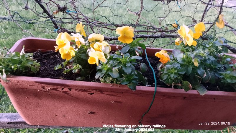 Violas flowering on balcony railings 28th January 2024 003.jpg