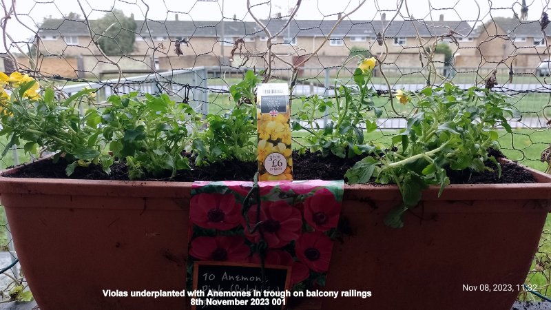 Violas underplanted with Anemones in trough on balcony railings 8th November 2023 001.jpg