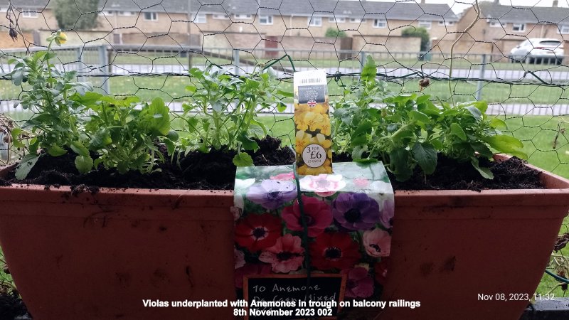 Violas underplanted with Anemones in trough on balcony railings 8th November 2023 002.jpg