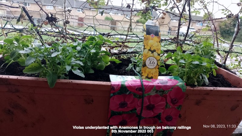 Violas underplanted with Anemones in trough on balcony railings 8th November 2023 003.jpg