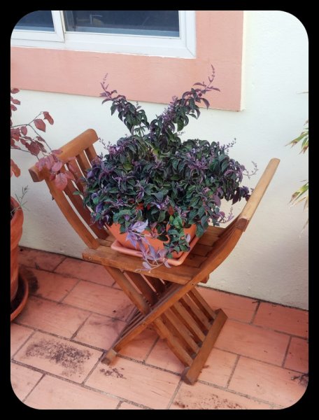 Vitex trifola in Courtyard 18 Nov 21.jpg