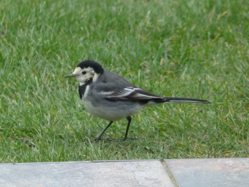 Wagtail on patio 22 feb 2013 001.JPG