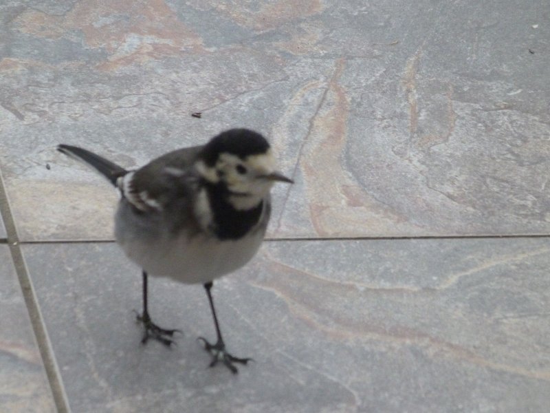 Wagtail on patio 22 feb 2013 004.JPG