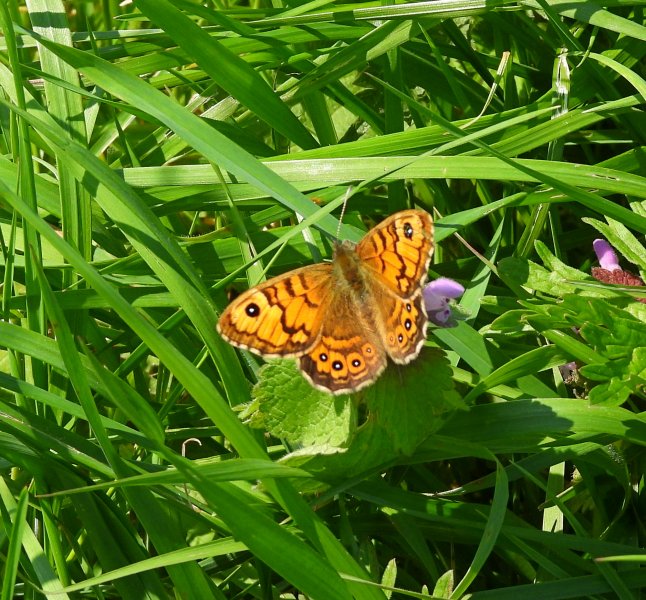 Wall brown.JPG