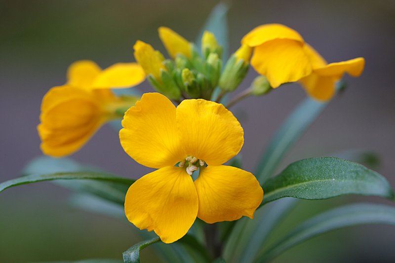 Wallflower-yellow-Feb-small.jpg