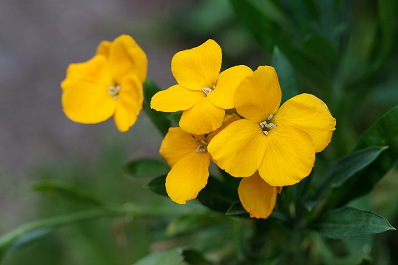 Wallflower-yellow-May.jpg