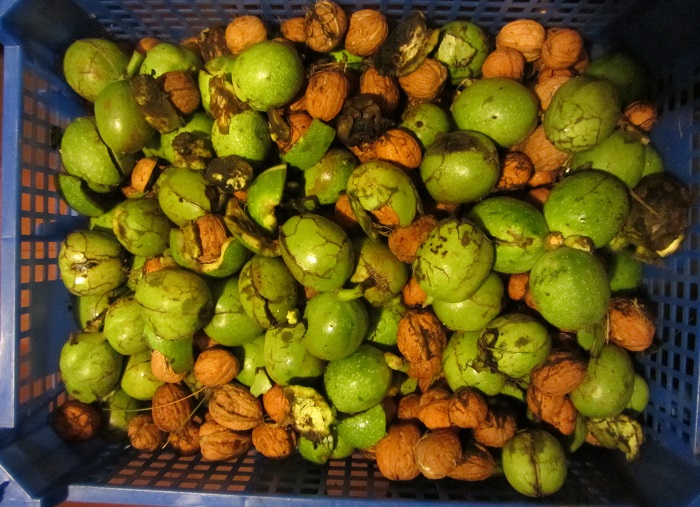 walnuts1.jpg